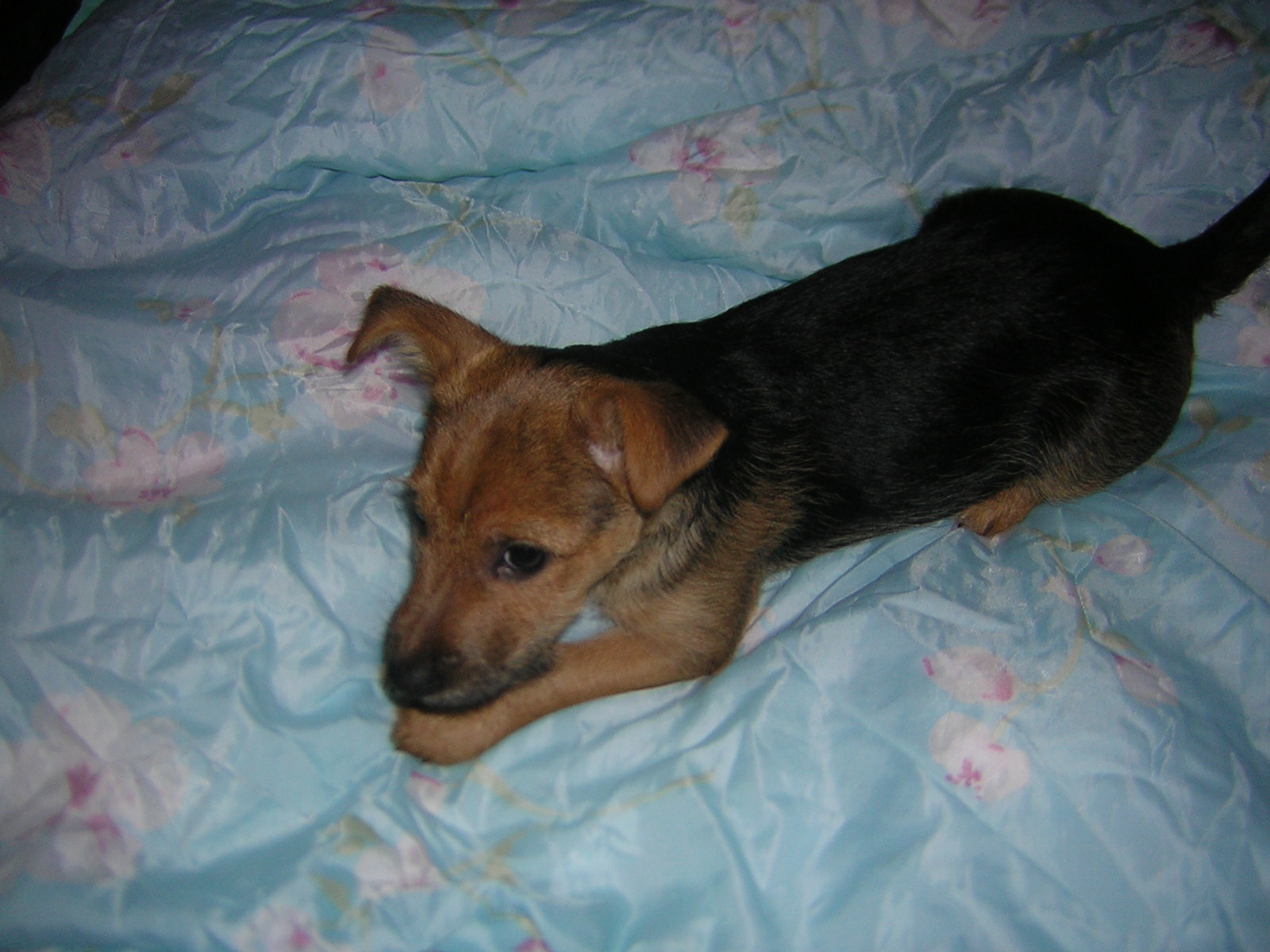Chiens Croises A Vos Claviers Chiens Forum Animaux Doctissimo