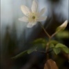 anemone 3