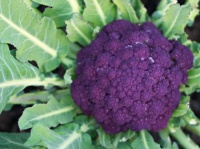 cauliflower_purple_cape