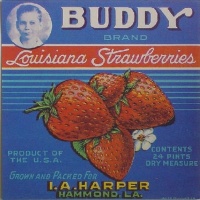 Buddy strawberrys