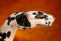 Dog-Dalmatian