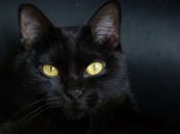 gato-negro1