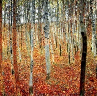 Forest of Beech Trees