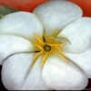 georgia-o-keeffe-white-flower-on-red-earth