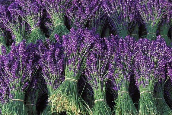 lavendel-is-weer-hip_1000x667