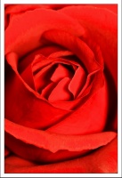 rose rouge 1