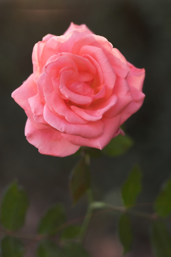 rose 