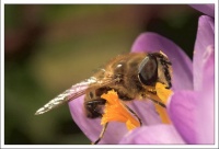 abeille 2