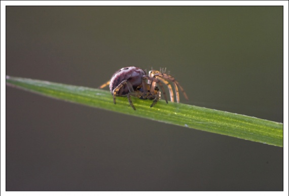 Tout petite araignée