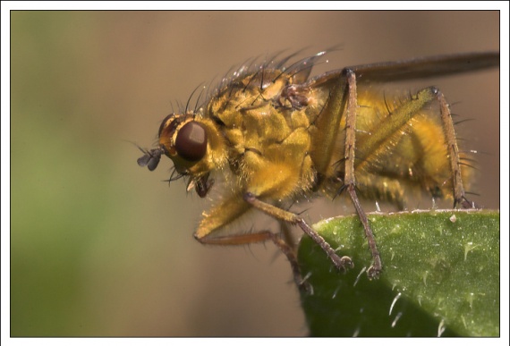 mouche jaune