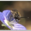 abeille sauvage 