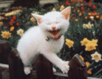 laughing-kitty