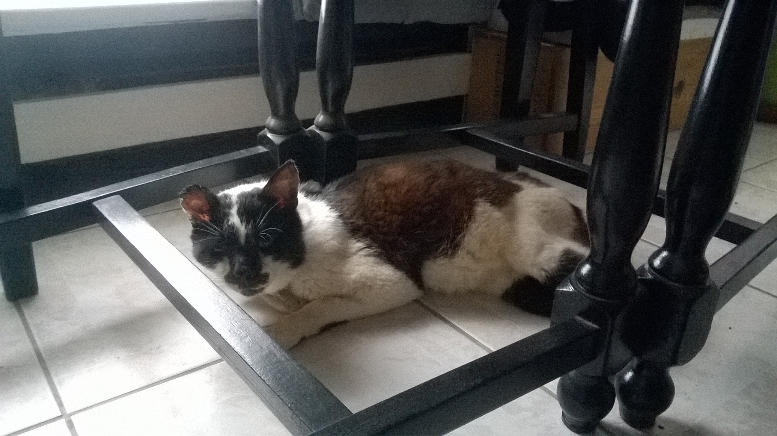 Aider Un Chat A Mieux Respirer Medecine Veterinaire Forum Animaux Doctissimo