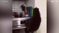 Un raton laveur pille le frigo