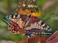 Yanni - Butterfly dance - YouTube