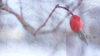 Snow Nudes- Girls Among Snowscapes--HD