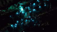 Glowworms in Motion - A Time-lapse of NZ's Glowworm Caves in 4K