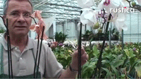 Tailler pour faire refleurir un phalaenopsis défleuri