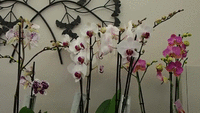 orchidée entretien