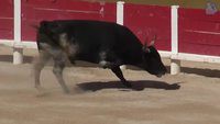 La Course Camarguaise (Bullfighting in Camargue style), Camargue, France [HD] (videoturysta)