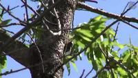 Cicada's sound in Provence (Chant des cigales en Provence), France [HD] (videoturysta)