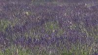 La lavande - lavender fields in Provence, Alpes-de-Haute-Provence, France [HD] (videoturysta)