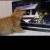 Kitten Plays with Birds on Laptop