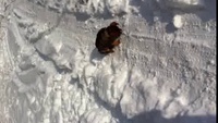 Tequilla dans la neige
