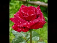 The Rose - Richard Clayderman ♥ cadeau de ma tendre amie ♥