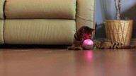 Cats+++GoSphero-com-SD