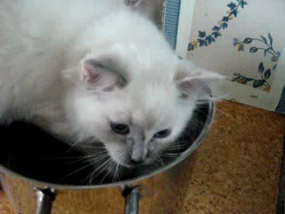 Mon Chat Renverse Systematiquement Sa Gamelle D Eau Que Faire Chats Forum Animaux Doctissimo Mon Chat Renverse Systematiquement Sa Gamelle D Eau Que Faire Chats Forum Animaux Doctissimo