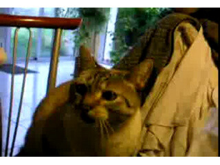 Syndrome Du Chat Tigre En Live Syndrome Du Chat Tigre En Live