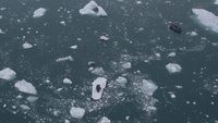 Ludovico Einaudi - Elegy for the Arctic - Official Live (Greenpeace)