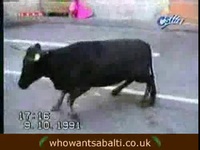 bull-crash