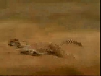 gazelle-chase